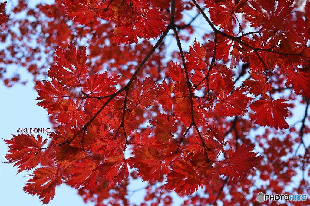 ようやく見ごろに撮れた紅葉