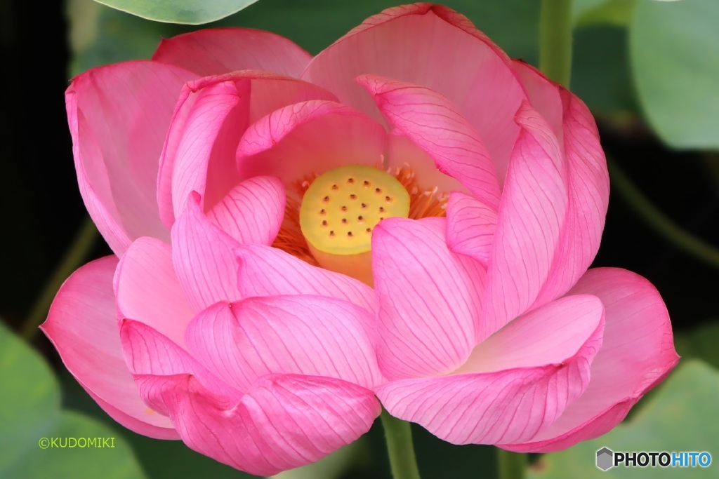 花托が見えた