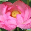 花托が見えた