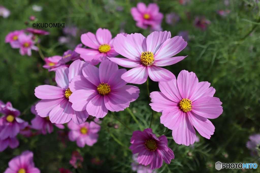 咲き競うコスモス