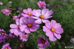 咲き競うコスモス