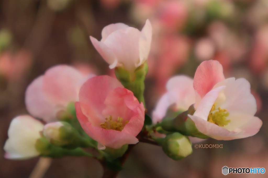 咲いて赤くなる