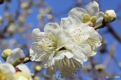 公園の日本庭園で見つけた梅