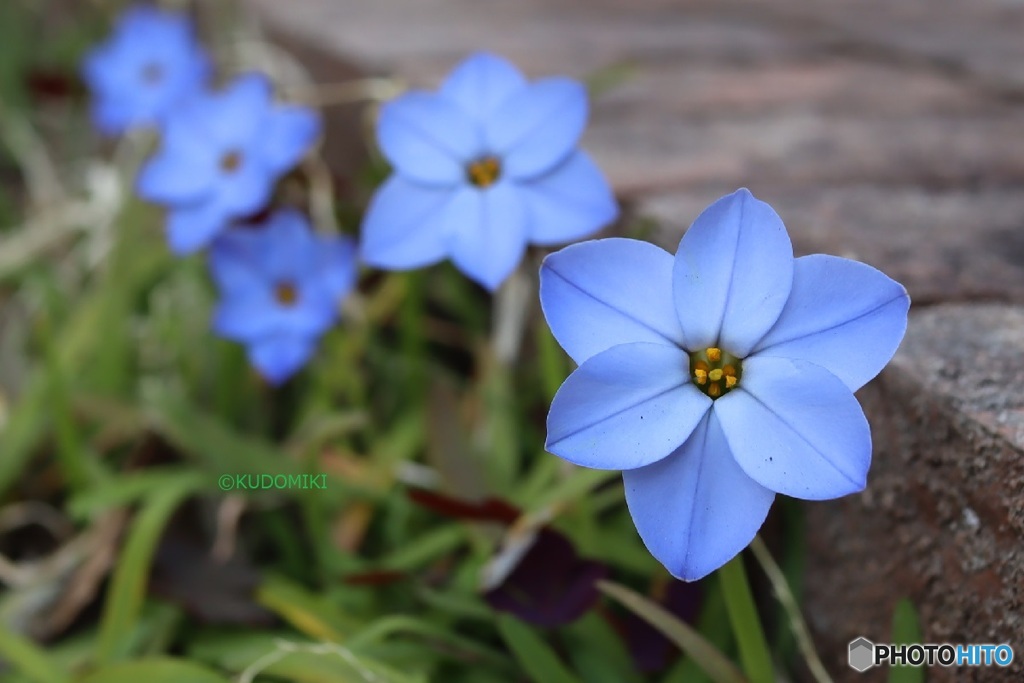 大きな花壇の端で