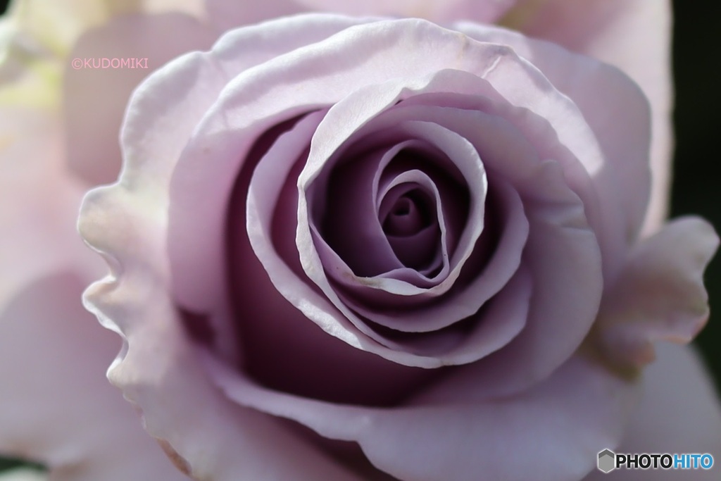 紫色の薔薇