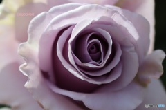 紫色の薔薇