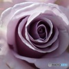 紫色の薔薇