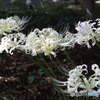 草木しげる緑道で