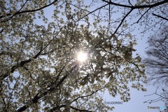 コブシの空