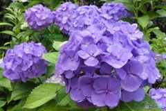 雨の日の紫陽花