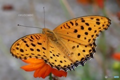 ヒョウモンチョウ