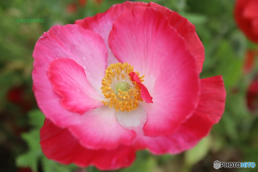 独特の花弁