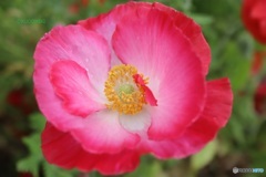 独特の花弁