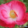 独特の花弁