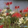紅白の彼岸花