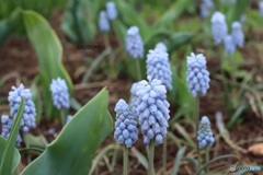 公園の花壇で