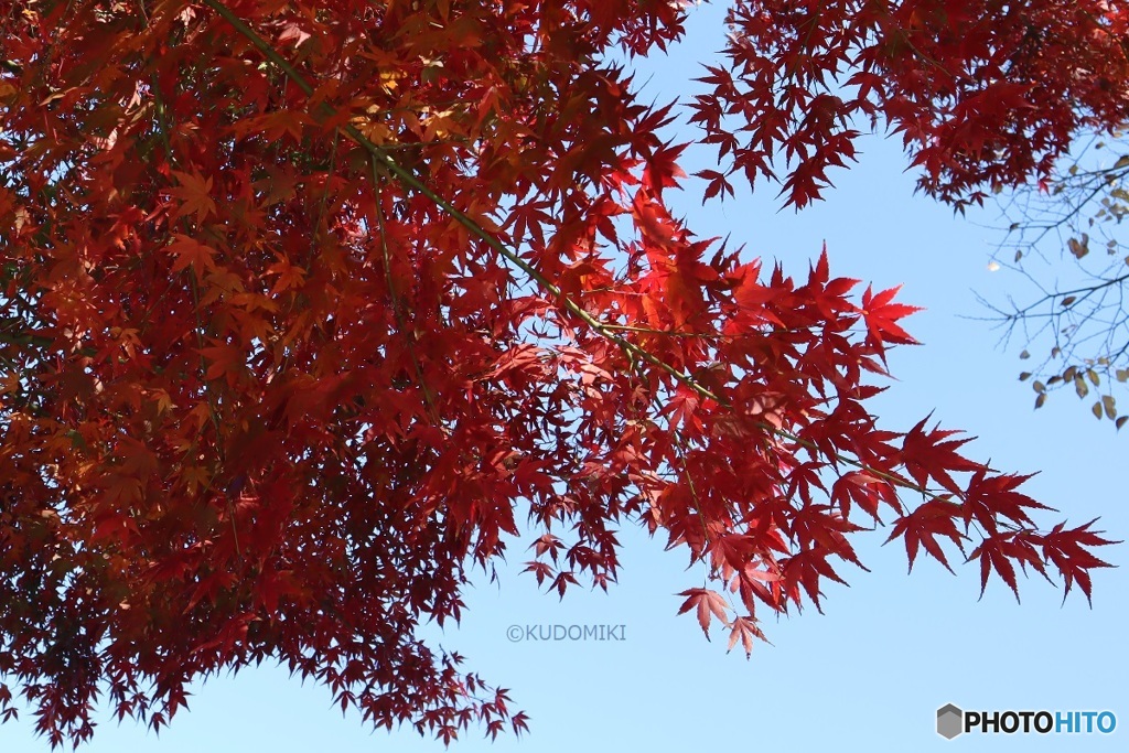 紅葉狩り