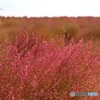 紅葉コキア
