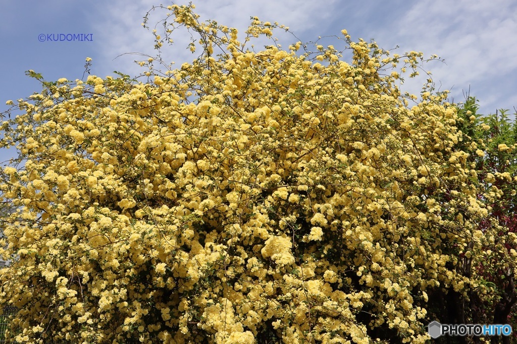 木香薔薇