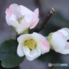木瓜の花