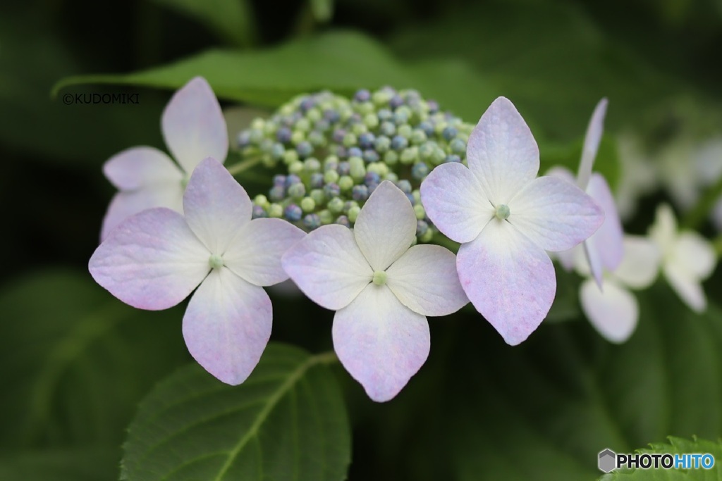 額紫陽花