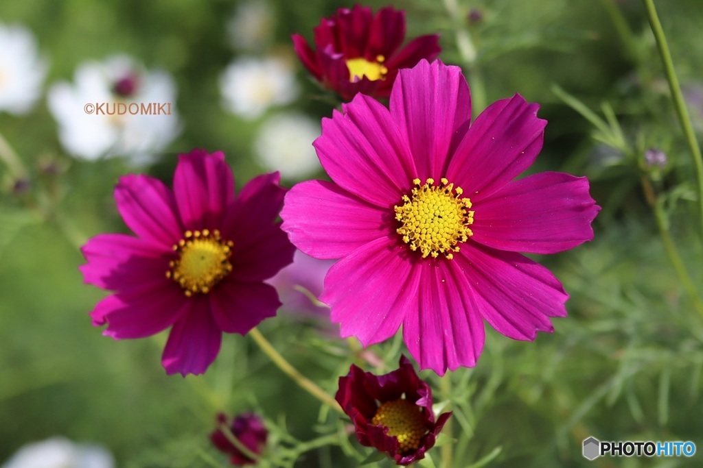 次々咲くコスモス