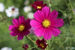 次々咲くコスモス