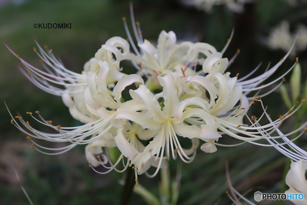 白花増えた気がする