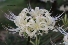 白花増えた気がする