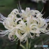 白花増えた気がする