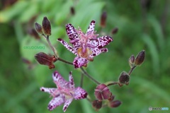 ホトトギスの花