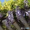 藤の花