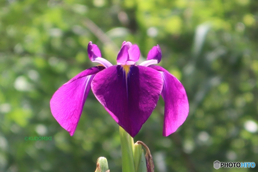 野花菖蒲