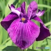 花菖蒲