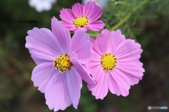 三輪のコスモス