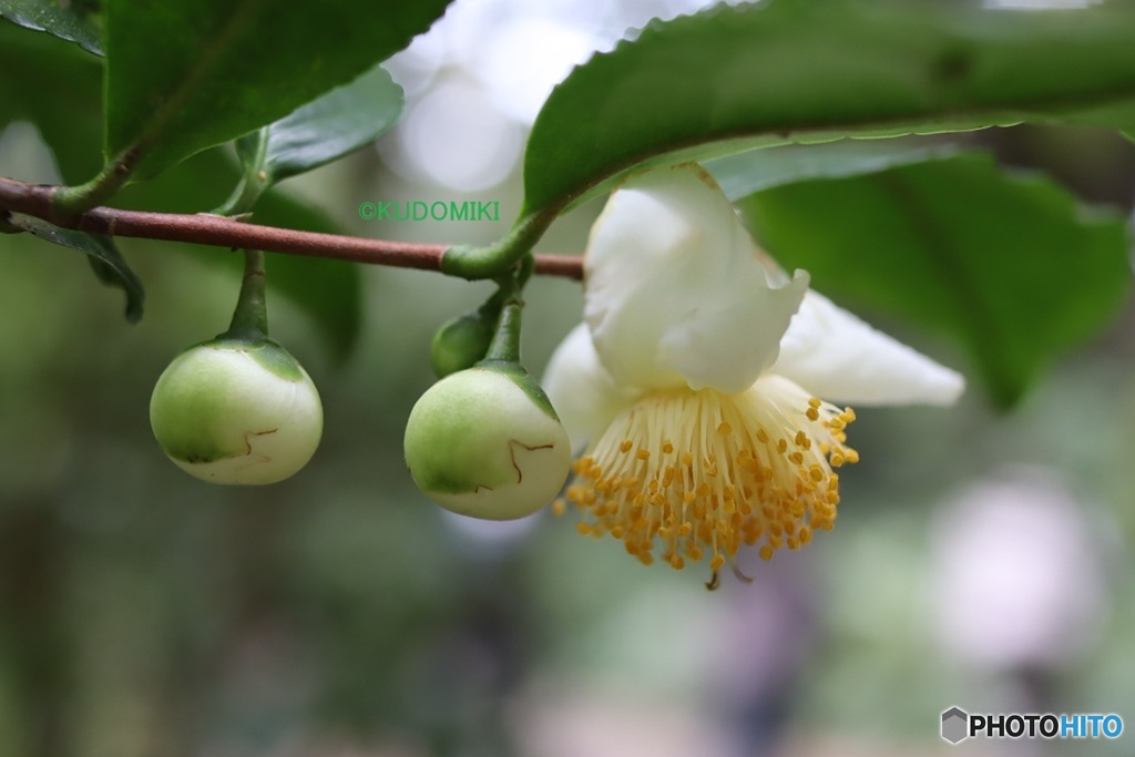 かわいい茶の花