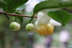 かわいい茶の花