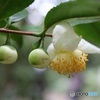 かわいい茶の花