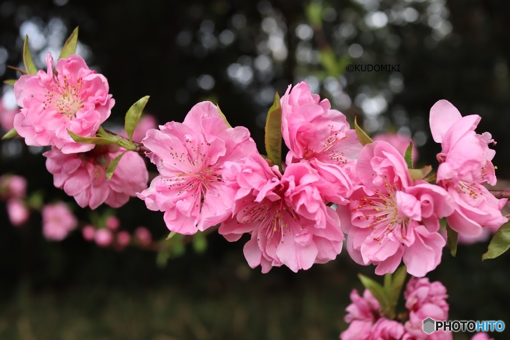 桃花