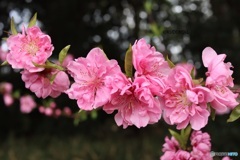 桃花