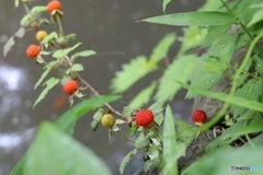 池のふちで