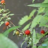 池のふちで