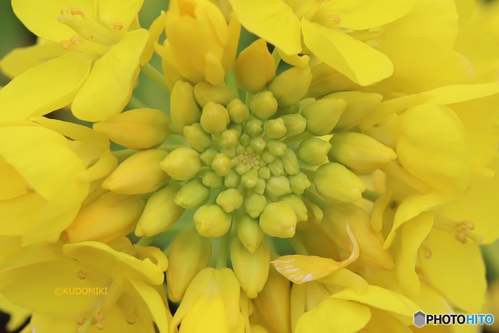 菜の花のてっぺん
