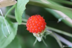 野苺
