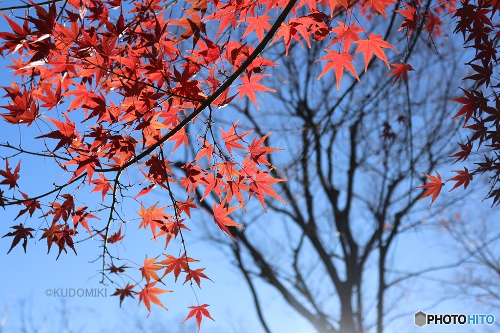紅葉