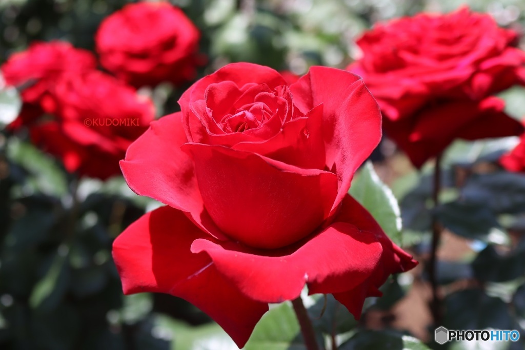 赤い薔薇たち