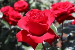 赤い薔薇たち