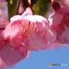 河津桜