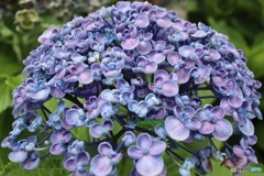 夏の紫陽花