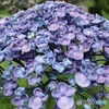 夏の紫陽花